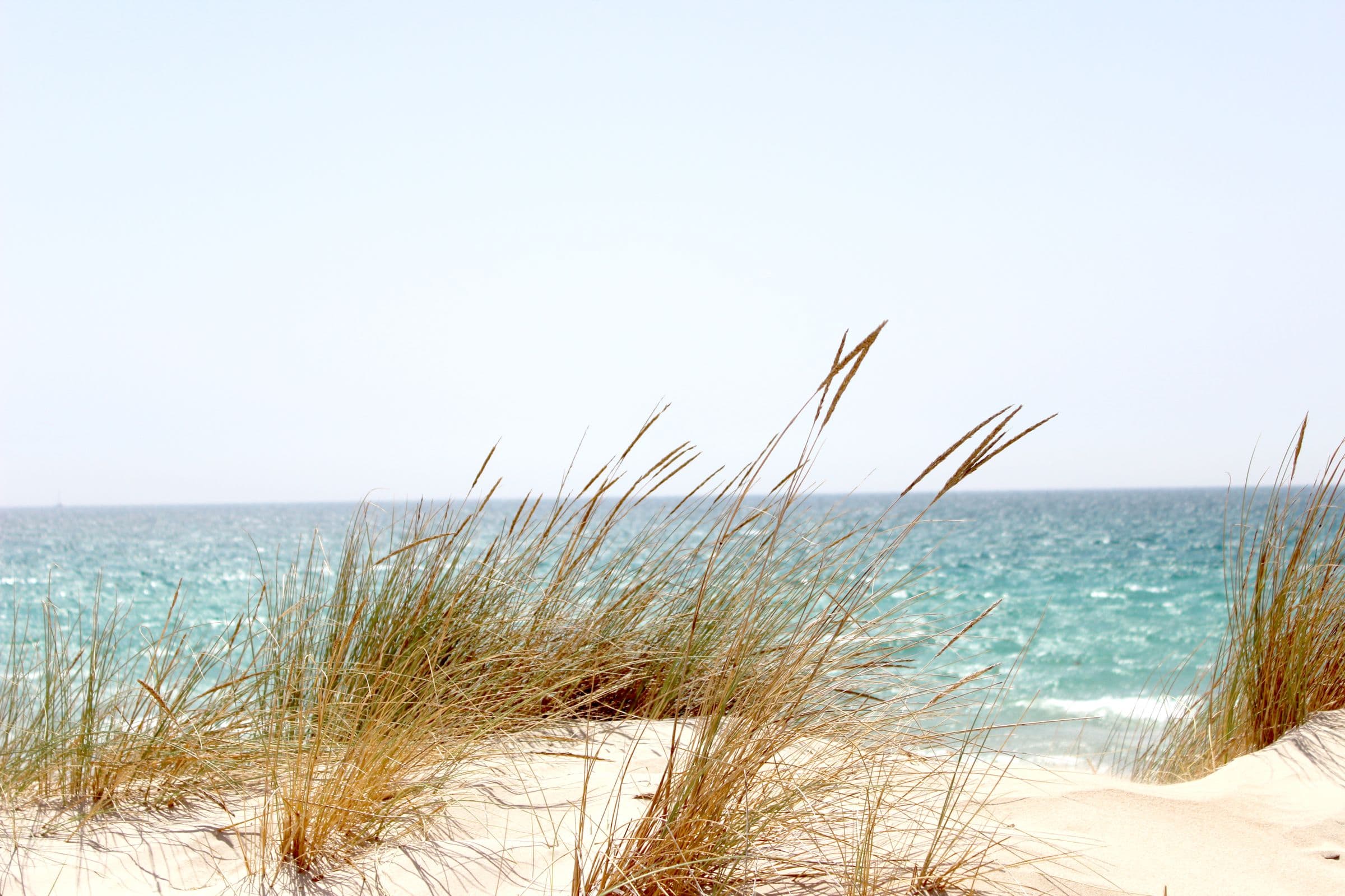 Sea grass and open water